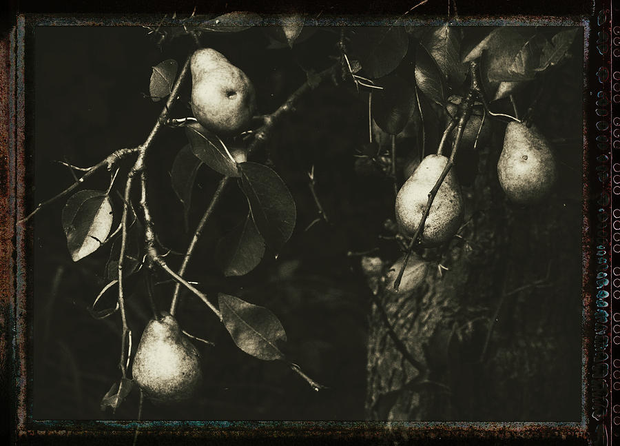 Pears Photograph by Carol Senske