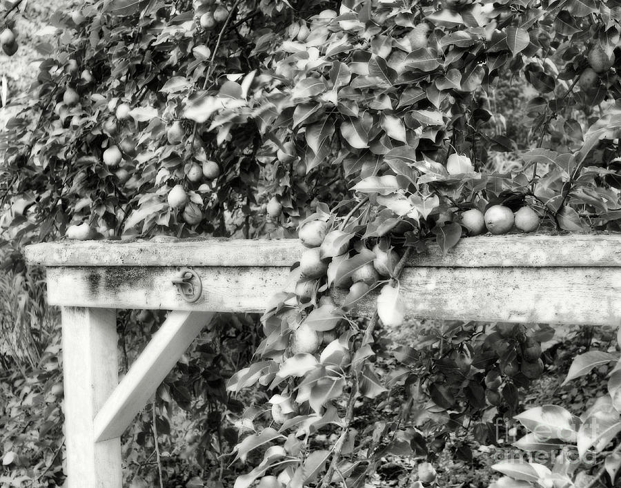 Pears On Hitching Post In Black And White Photograph by Smilin Eyes Treasures