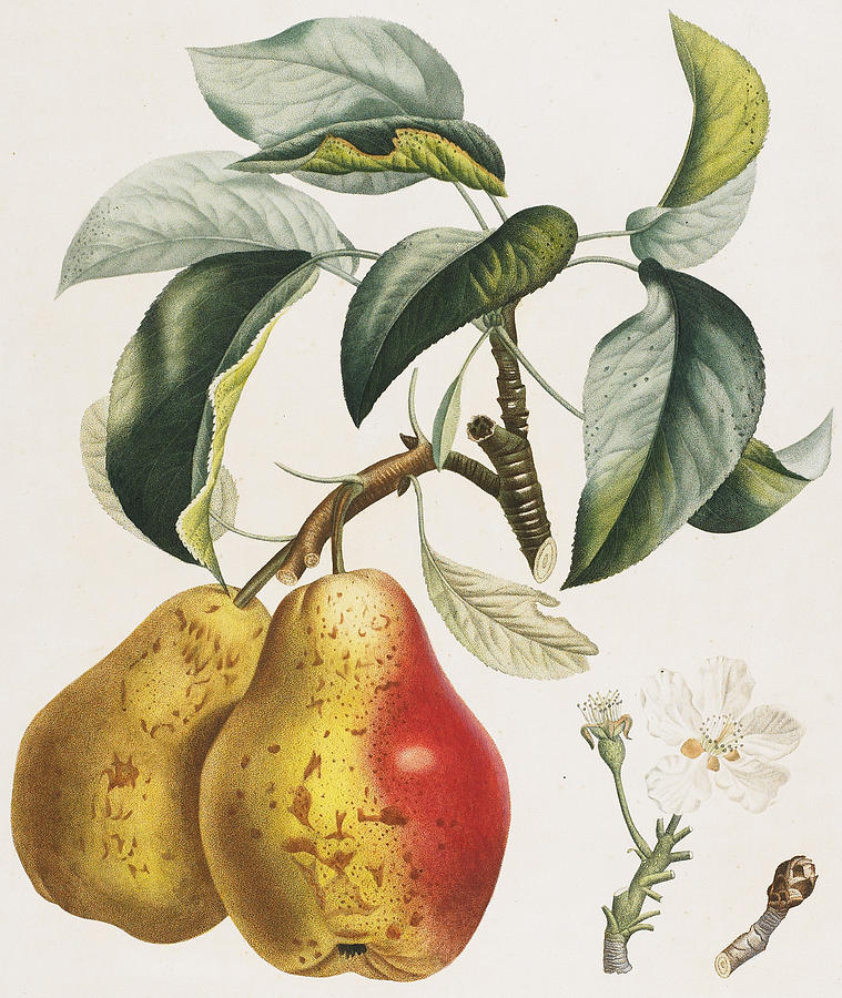 Pear Painting - Pears by Pierre Antoine Poiteau