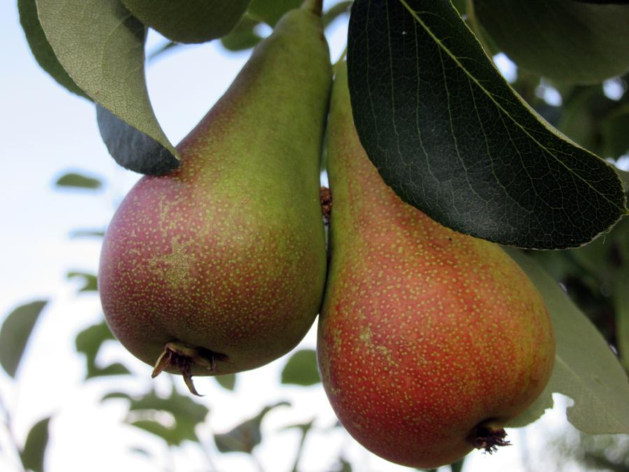  Pears Photograph by Vesna Martinjak