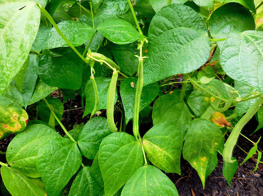 Peas growing on the farm 1 Painting by Jeelan Clark | Fine Art America