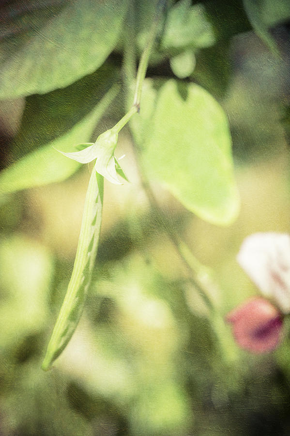 Peas of Summer Photograph by Michele Cornelius