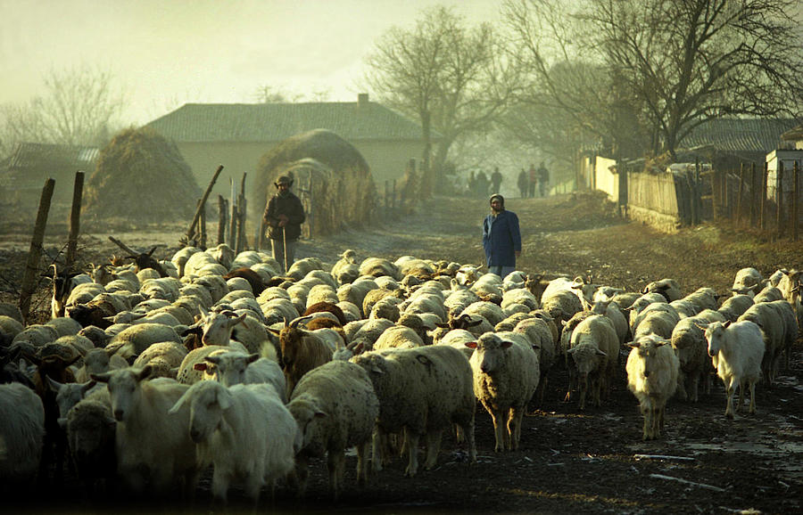 Nature Photograph - Peasants and herd on the village path by Emanuel Tanjala