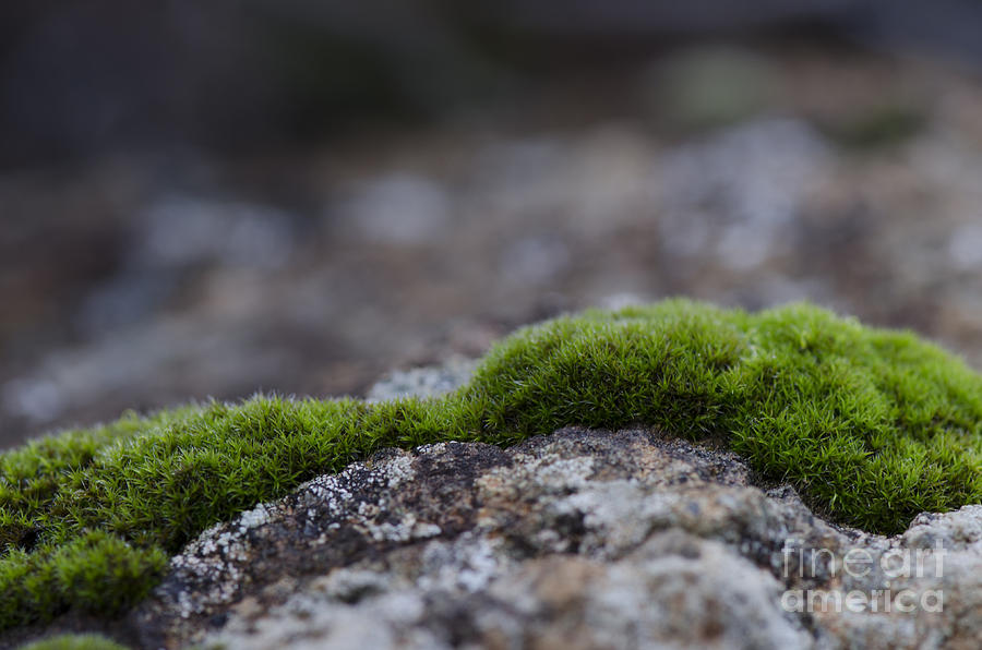 Peat moss, Clump of moss, Sphagnum, on rock underground. Photograph by Perry Van Munster