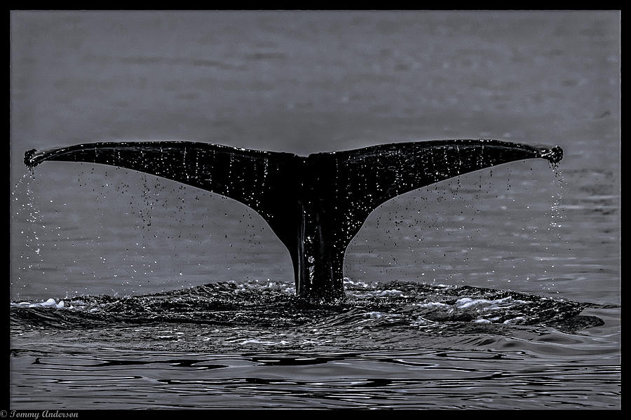 Golf Photograph - Pebble Beach Blue Whale Tail by Tommy Anderson
