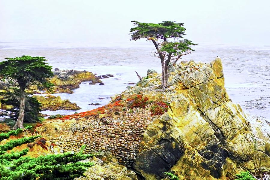 Pebble Beach Lone Cypress Tree Photograph by Kirsten Giving