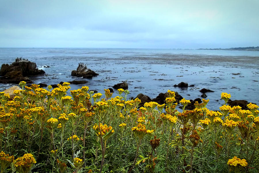 Flowers Of Pebble Beach Shoreline  Photograph by Glenn McCarthy Art and Photography