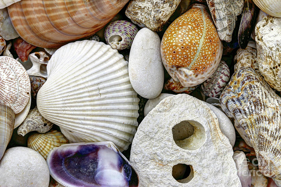 Pebble stones and scallops and shells Photograph by Michal Boubin