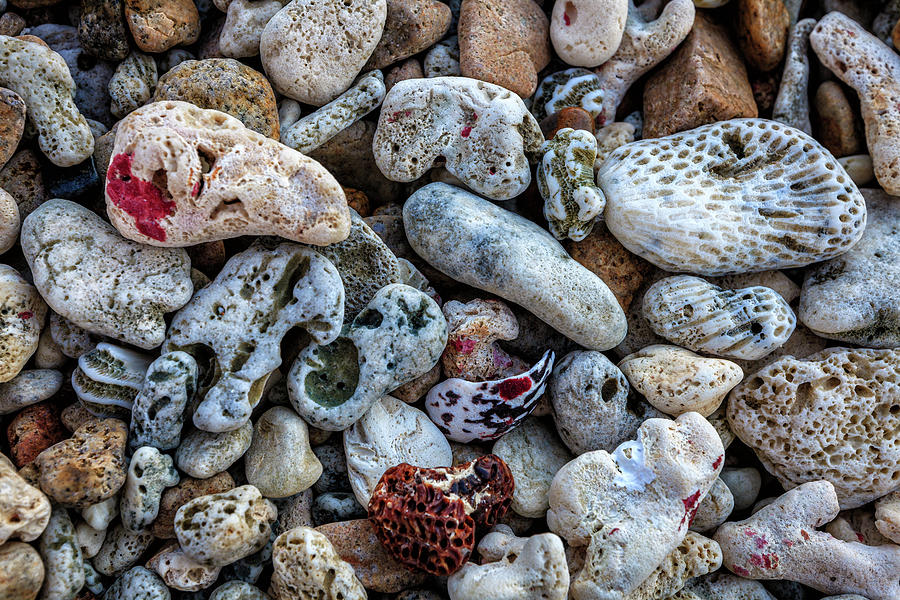 Pebbles and coral background Photograph by Alexey Stiop