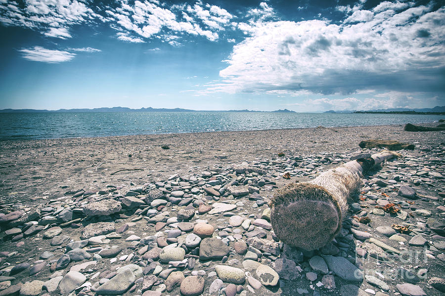 Pebbles and Driftwood Photograph by Becqi Sherman