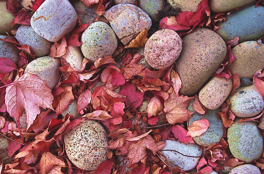 Pebbles with Autumn Leaves Photograph by Lynne Henderson