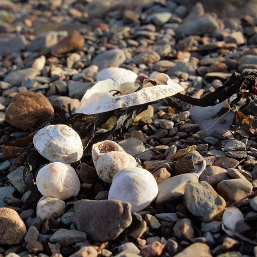 Beach Photograph - Pebbles...shells And Seaweed On The by Anja Koch