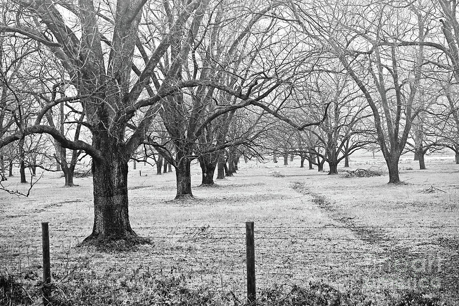 Tree Photograph - Pecan Orchard in Winter - BW by Scott Pellegrin