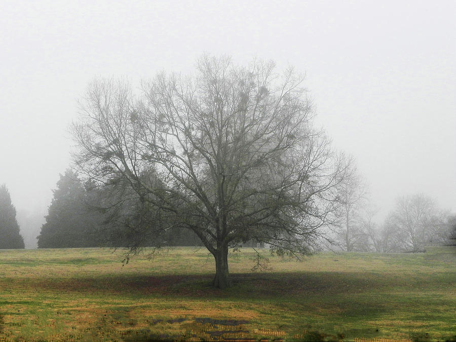Pecan Tree Photograph by Kathleen Moroney