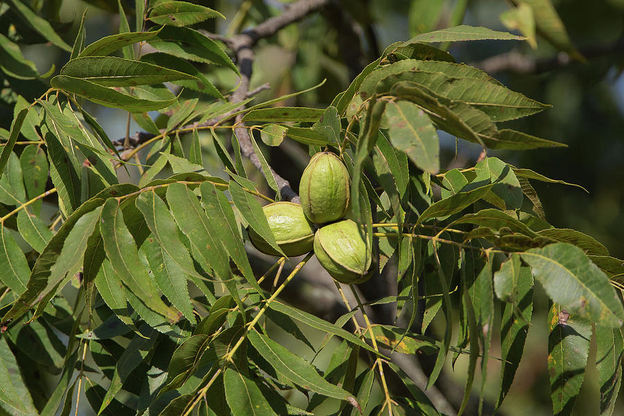 Pecans on Tree Photograph by Ronnie Maum | Fine Art America