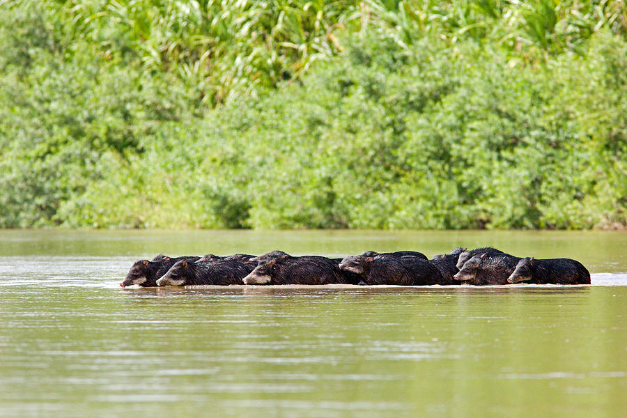 Peccaries Crossing River Photograph by Aivar Mikko