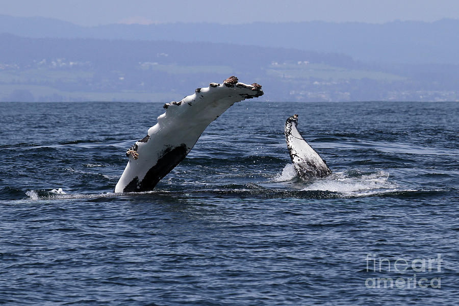 Whale Photograph - Humpback Whale  Peck Slapping whale in Monterey Bay April 10, 2017 by Monterey County Historical Society