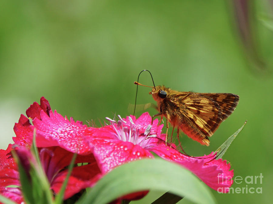 Pecks Skipper Butterfly on Pinks Flower Photograph by Robert E Alter Reflections of Infinity