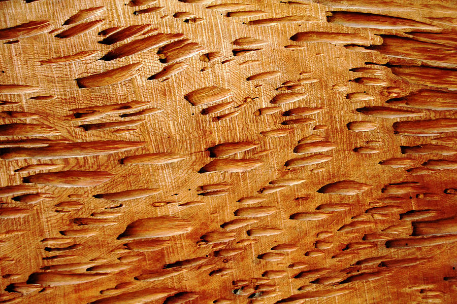 Pecky Cypress Photograph by Debbie Oppermann