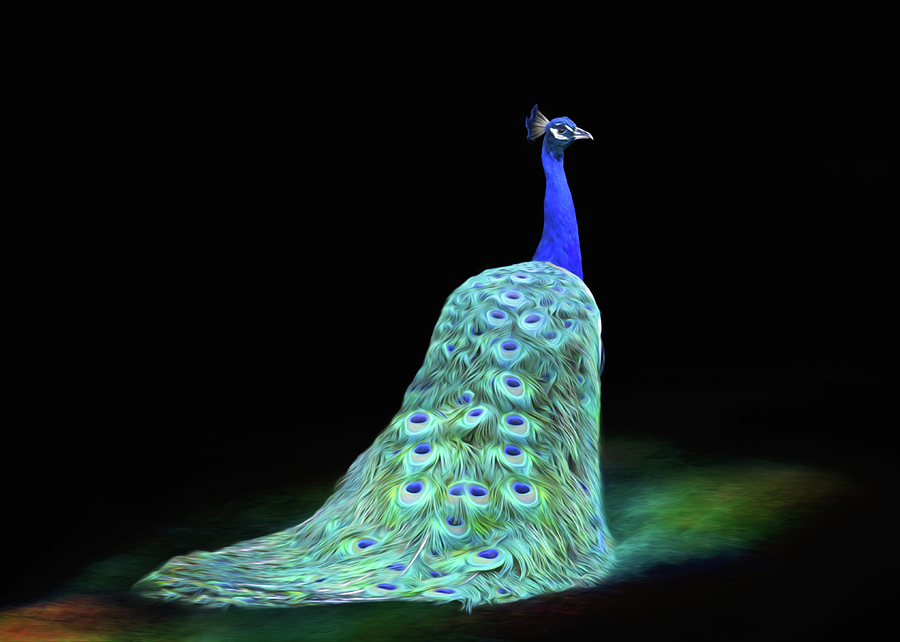 Peacocks Photograph by Steven Michael