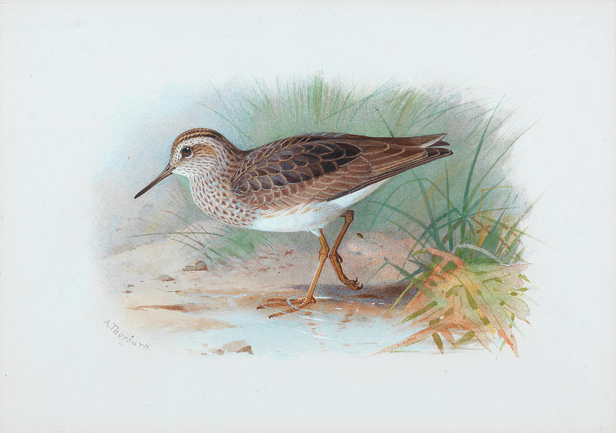 Archibald Thorburn Painting - Pectoral Sandpiper by Archibald Thorburn