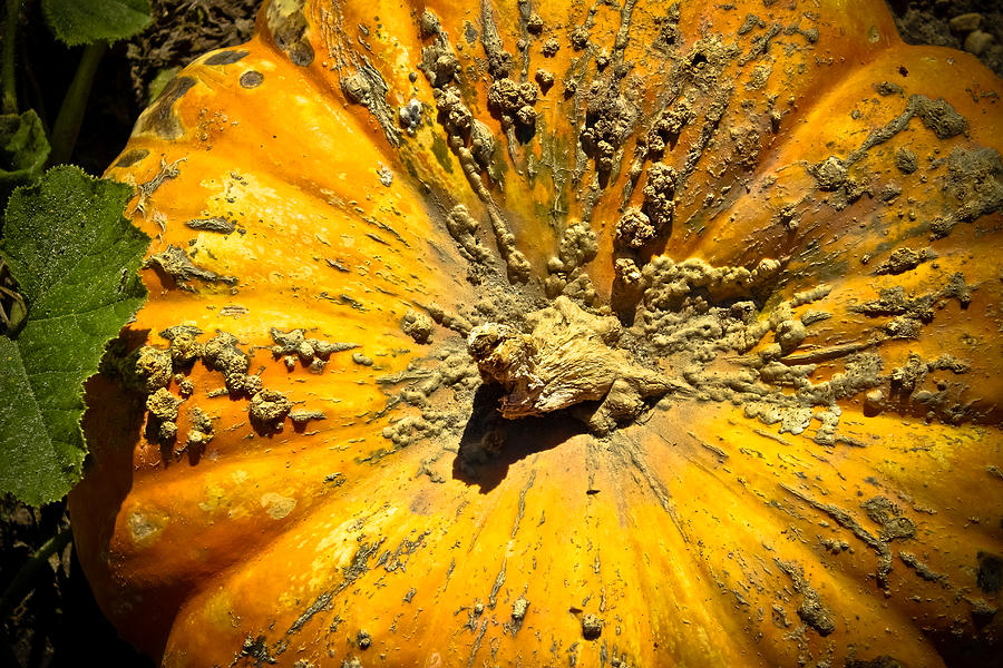 Peculiar Pumpkin Photograph by Colleen Kammerer