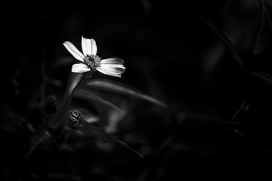 Flower Photograph - Peddling Slow BW by Marvin Spates
