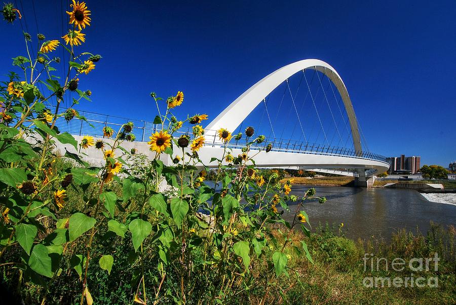 Pedestrian Bridge with Sunflowers Photograph by Ken DePue