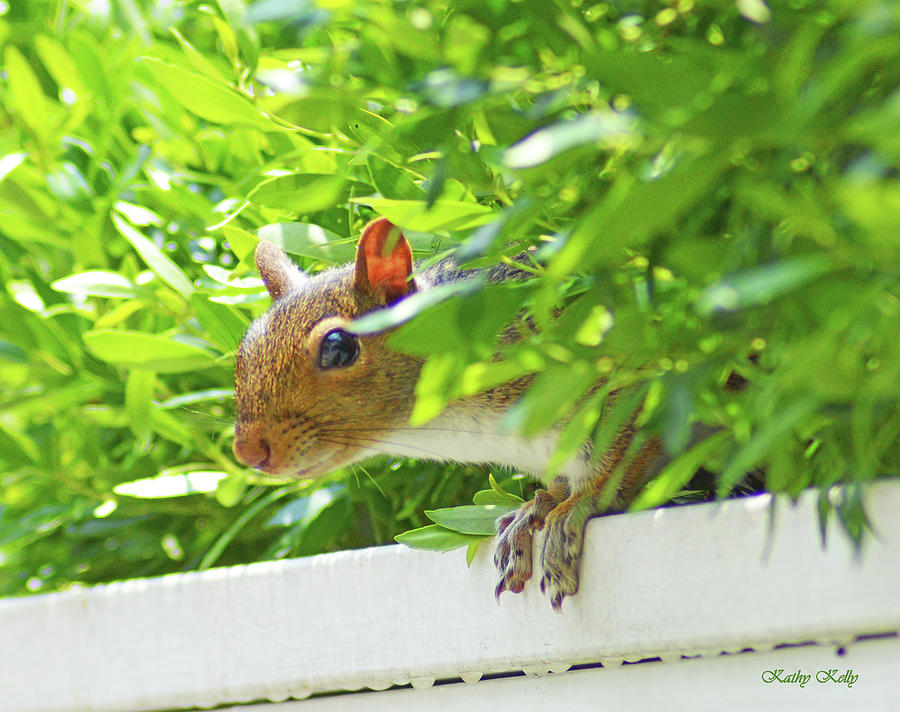 Peek-a-Boo Gray Squirrel Photograph by Kathy Kelly