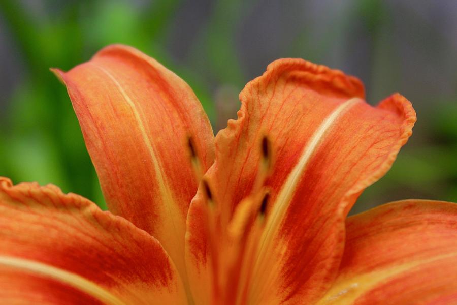 Peek A Bloom Of An Orange Lily Photograph by M E