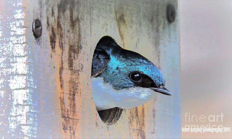 Peek-A-Blue Photograph by Tami Quigley