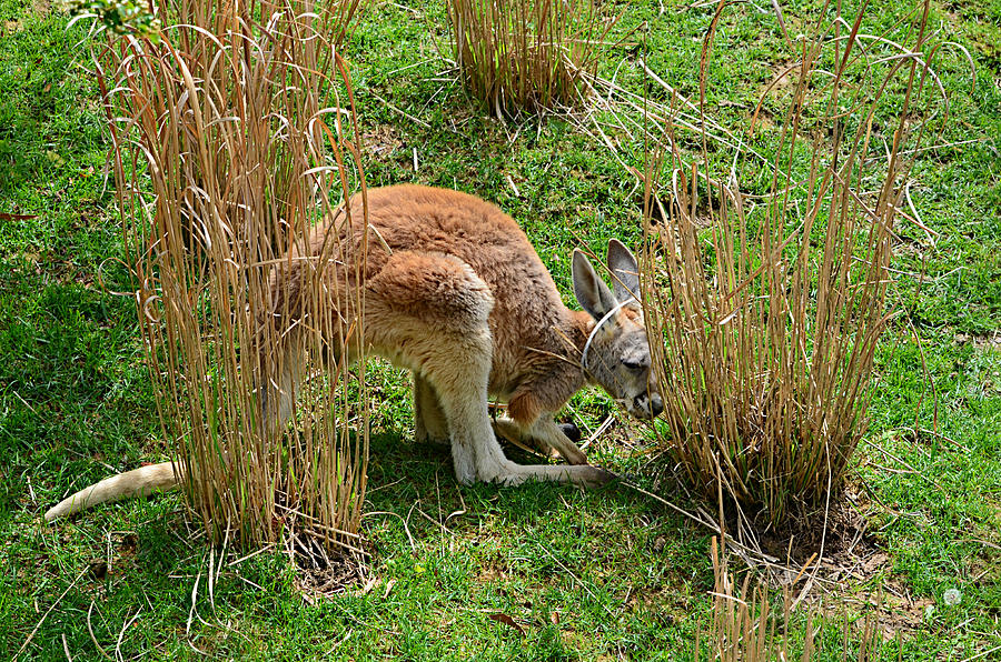 Peek A Boo Baby Kangaroo Photograph by Ally  White