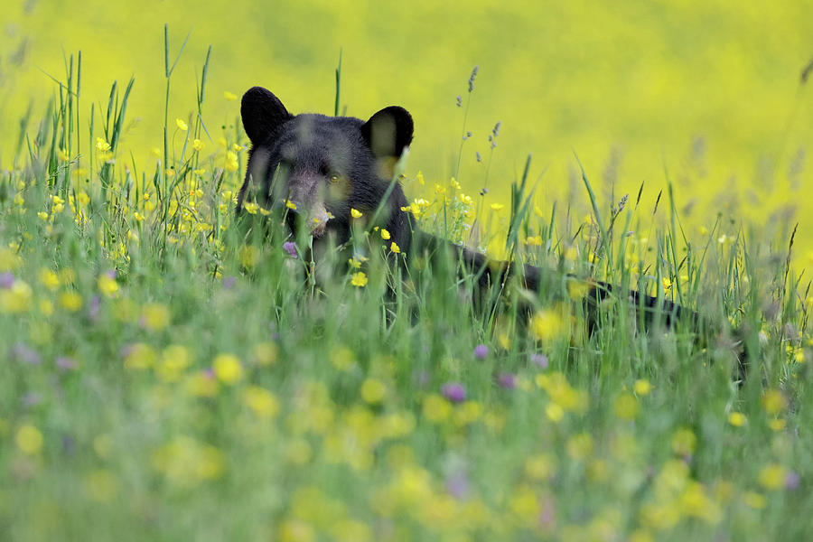 Peek A Boo Bear Photograph by Bill Wakeley