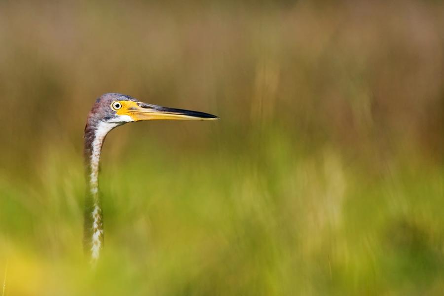 Peek-a-boo Birdie Photograph by Bob Decker