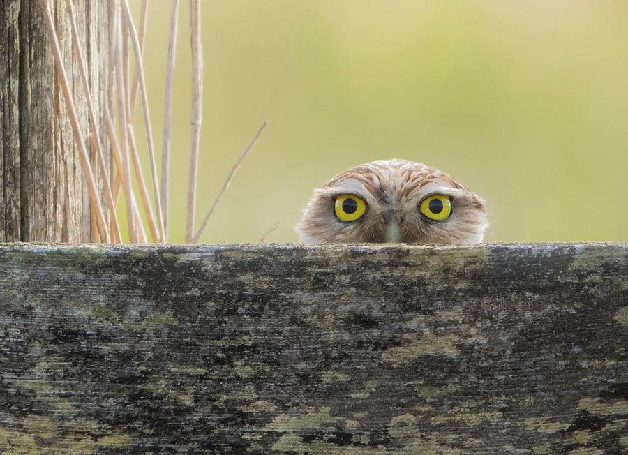 Peek a Boo Burrowing Owl Photograph by Angie Vogel