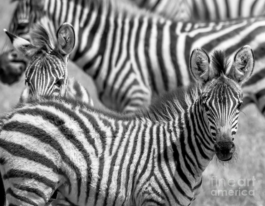 Peek a Boo Zebra Photograph by Chris Scroggins
