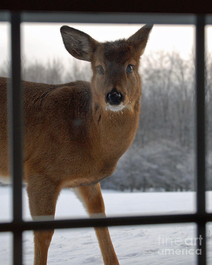 Deer Photograph - Peek A Boo by Diane E Berry