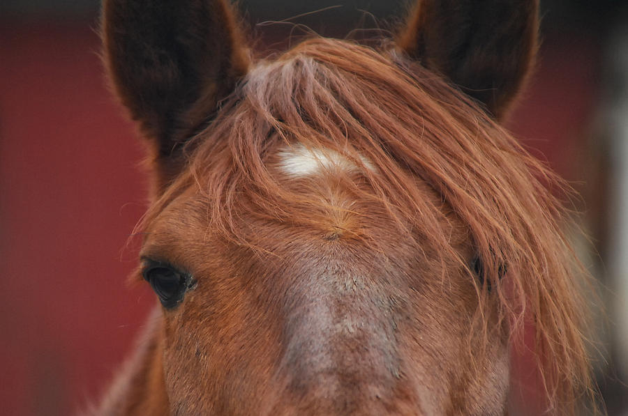 Horse Photograph - Peek A Boo by Donna Blackhall