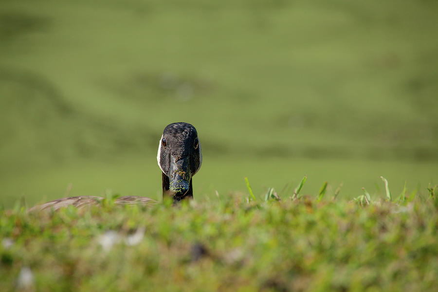 Goose Photograph - Peek A Boo Goose by Karol Livote