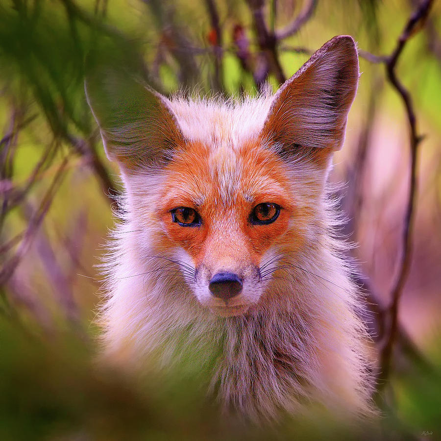 Peek-A-Boo Photograph by Greg Norrell