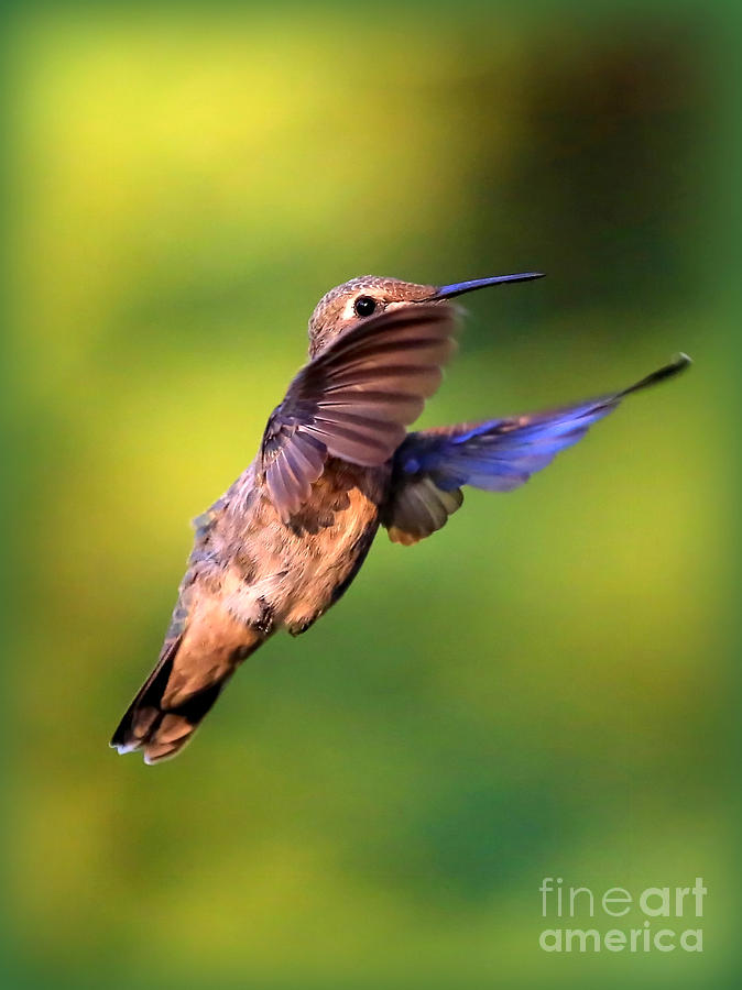 Peek-a-boo Hummingbird Photograph by Carol Groenen