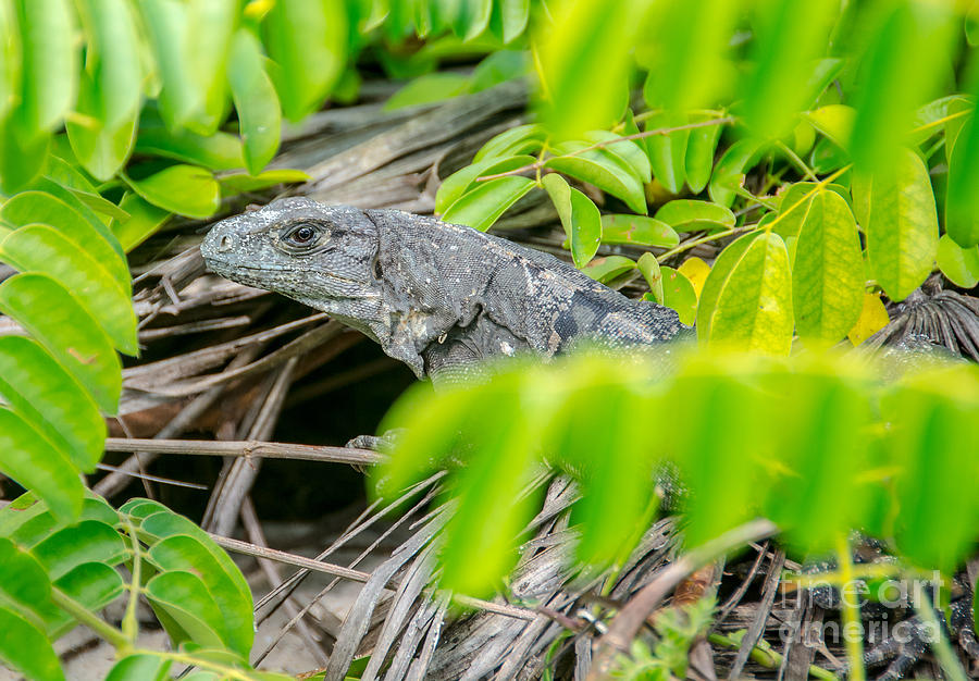 Peek a boo Iguana Photograph by Cheryl Baxter