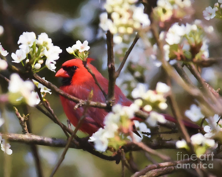 Peek A Boo In The Blossoms Photograph by Kerri Farley