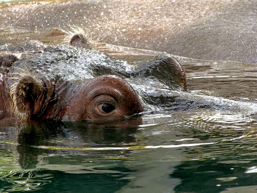 Hippopotamus Photograph - Peek-a-Boo by Jennifer Wheatley Wolf