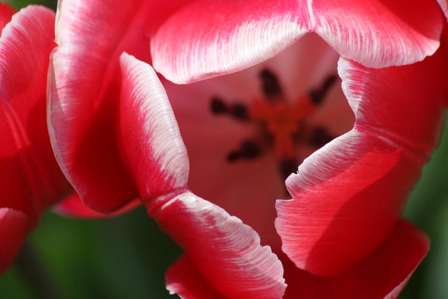 Tulip Photograph - Peek-a-Boo by Karla DeCamp
