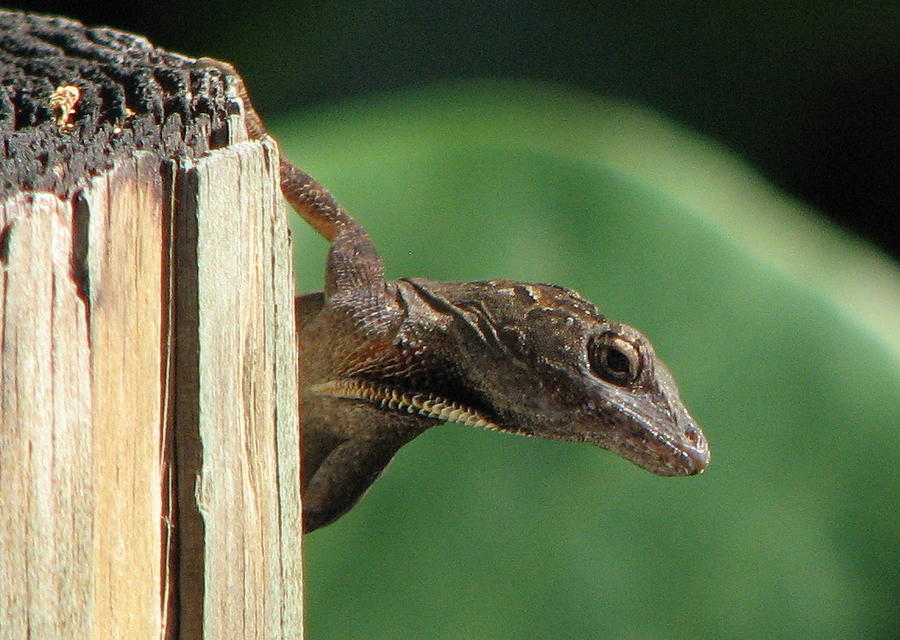 Peek a Boo Lizard Photograph by T Guy Spencer
