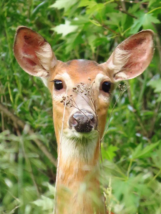 Deer Photograph - Peek A Boo  by Lori Frisch