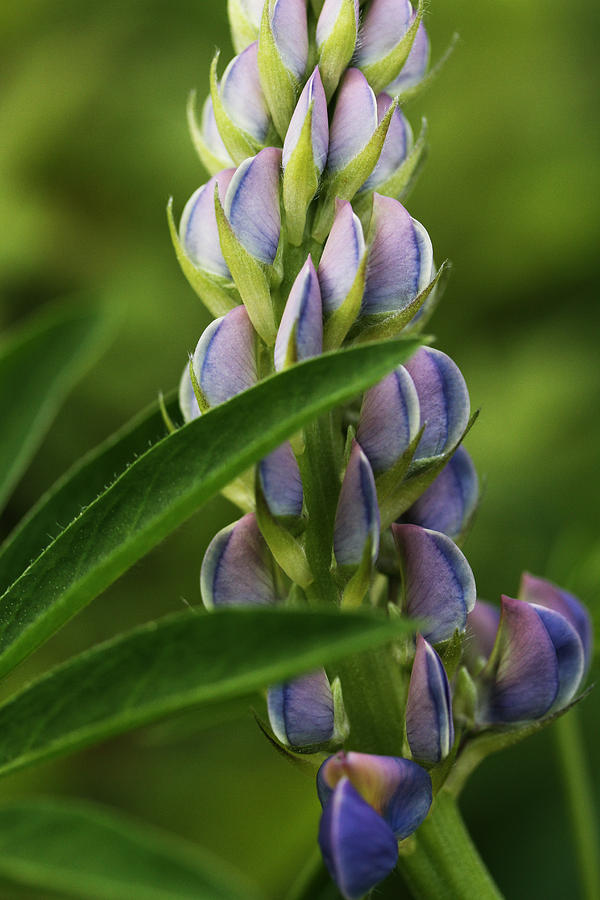 Nature Photograph - Peek A Boo Lupin by Connie Handscomb