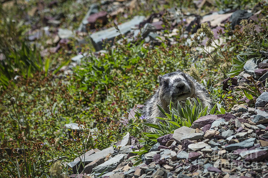 Peek A Boo Marmot Photograph by Jemmy Archer