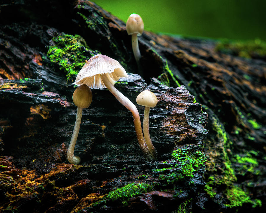 Peek-a-boo Mushroom Photograph by Dennis Dame